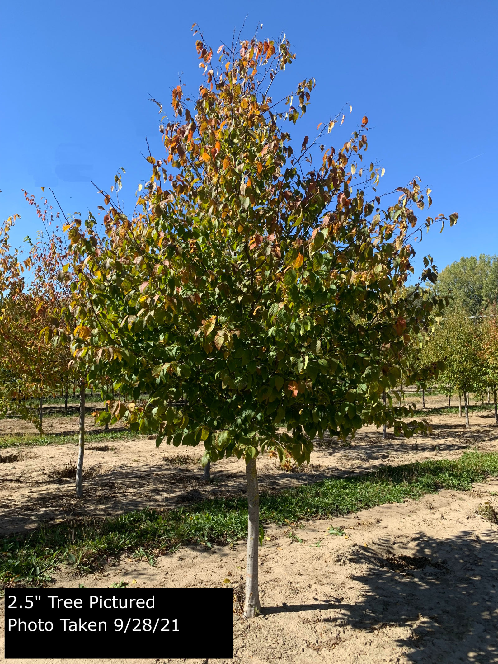 Carpinus betulus | Goodmark Nurseries