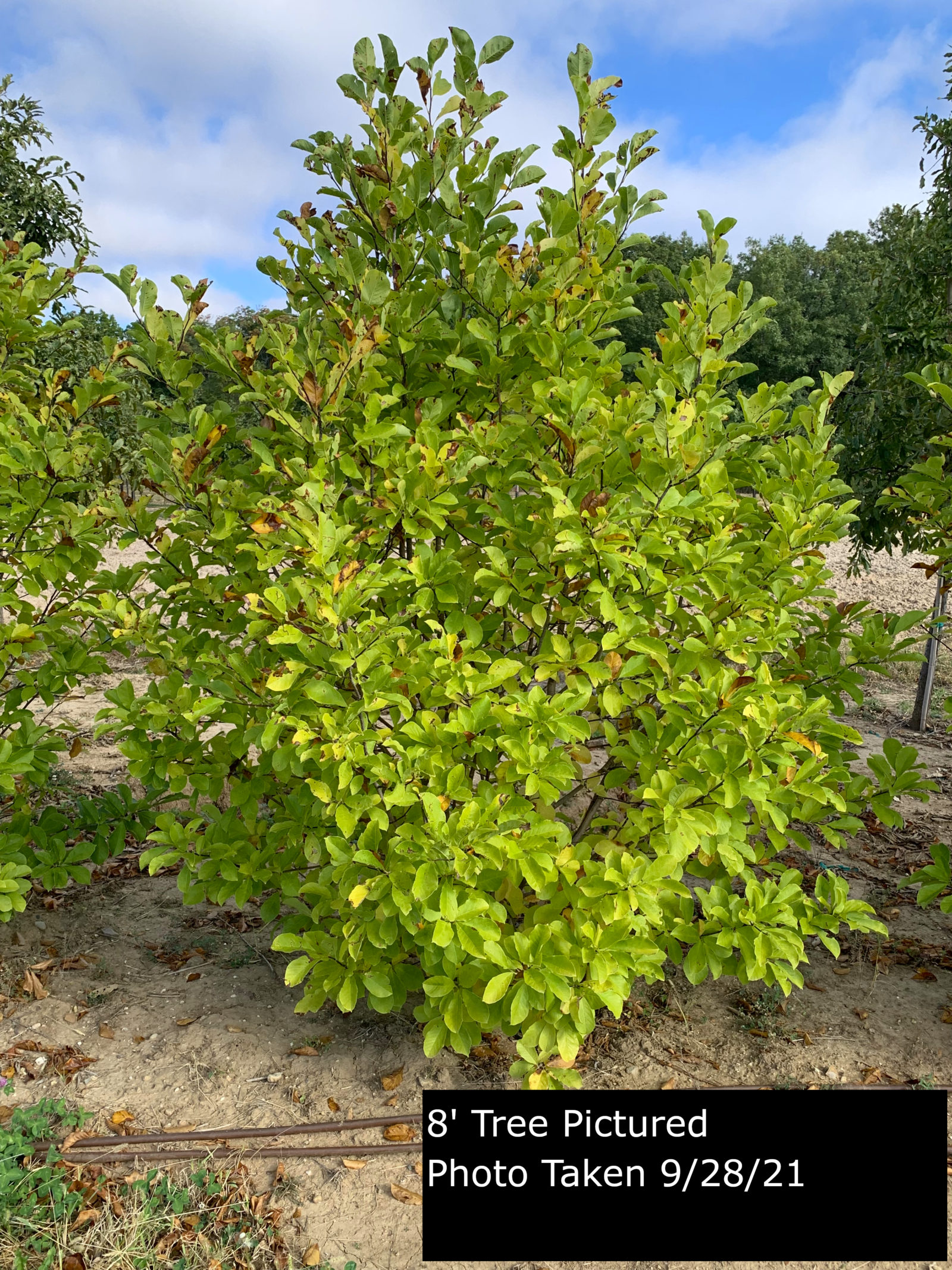 Merrill Magnolia Tree Plant Inventory Goodmark Nurseries