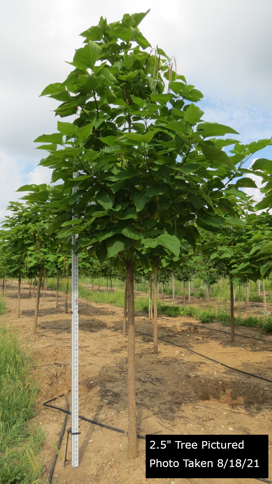Northern Catalpa Tree Plant Inventory Goodmark Nurseries