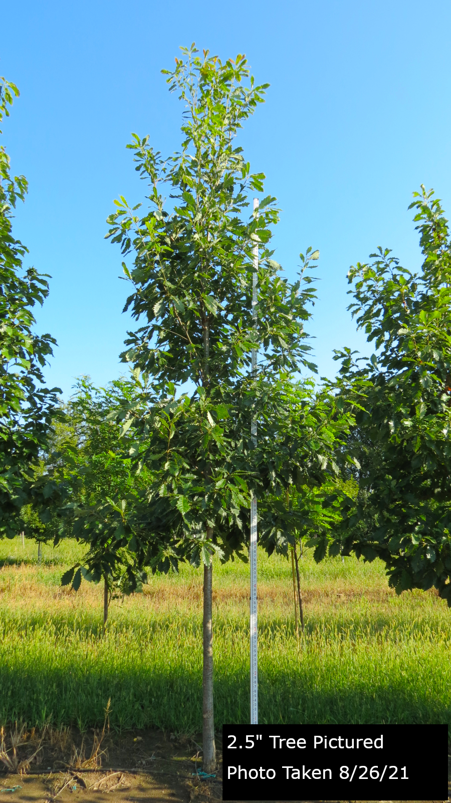 Chinkapin Oak Tree - Quercus Muehlenbergii | Goodmark Nurseries