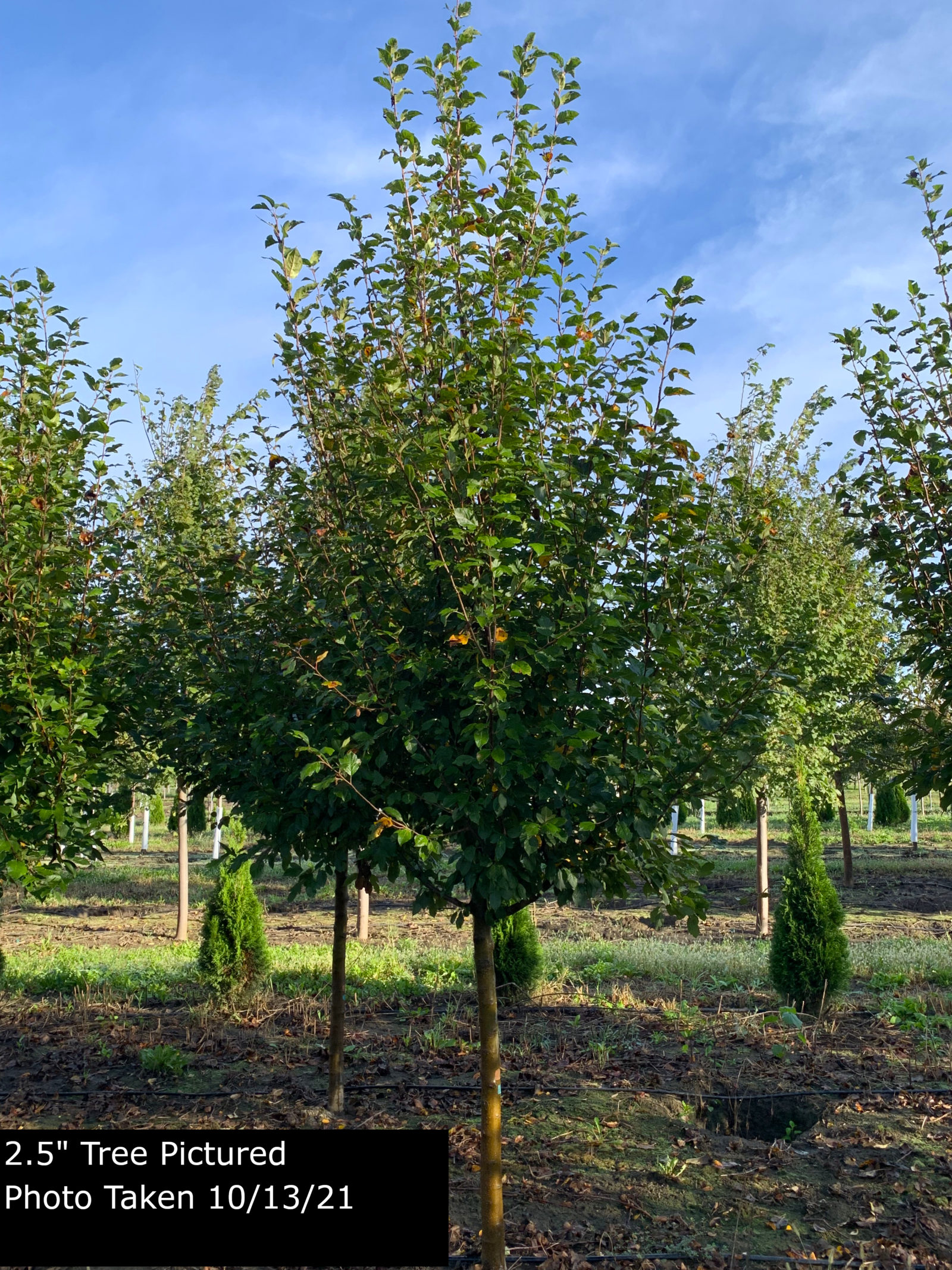 Malus 'Harvest Gold' Goodmark Nurseries