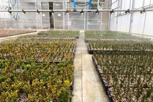 Early Winter Propagation and Soil Management