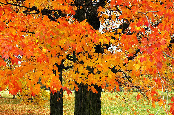 Fall Dormancy in Deciduous Trees