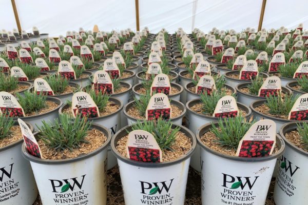 Winter Cleanup of Container Perennials