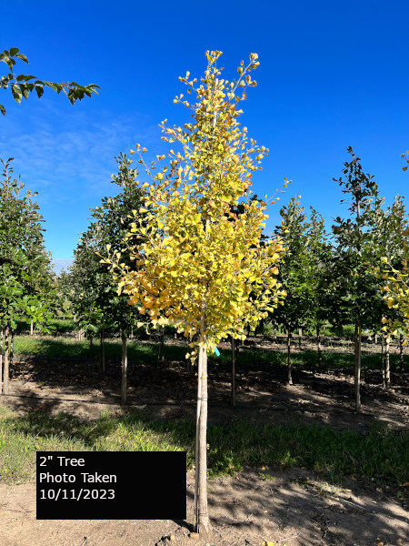 Autumn Gold Ginkgo