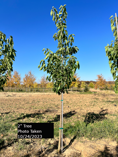 Tree-Shield, blanc arboricole - DCM